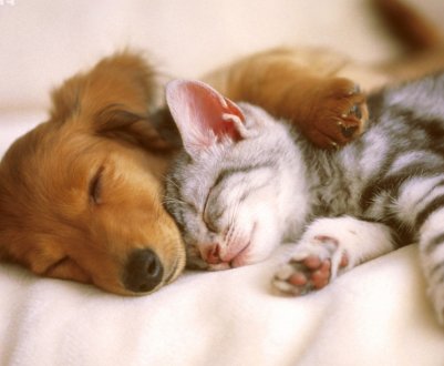 Ямальських кішок і собак годують делікатесами з оленини