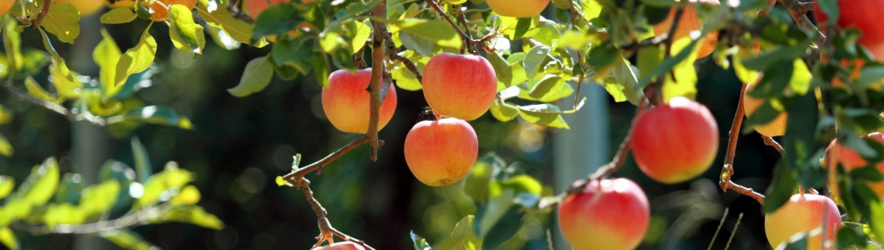 Україна здатна дарувати світу яблука преміальної якості