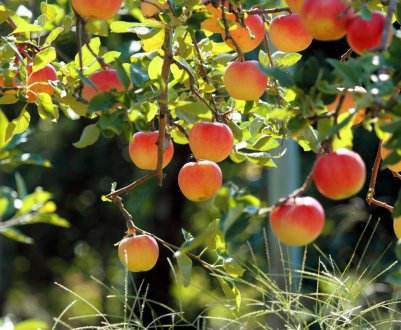 Україна здатна дарувати світу яблука преміальної якості