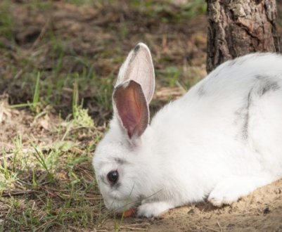 Молочна кислота для кроликів: інструкція із застосування, дозування і пропорції