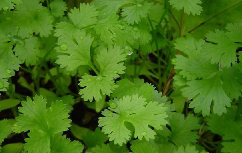 Кінза Принадність