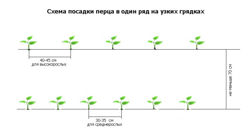 Схема посадки перцю в грунт Схема посадки перцю в грунт