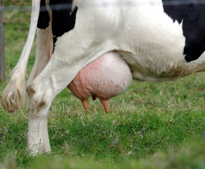 Вже скоро підмосковних доярок потіснять роботи нового покоління