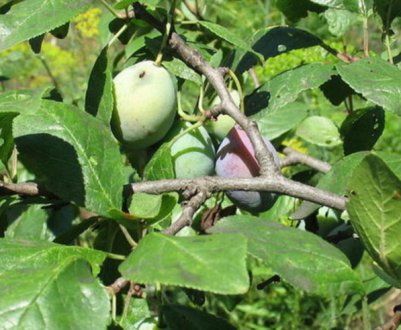 Головні правила вирощування сливи сорту Етюд