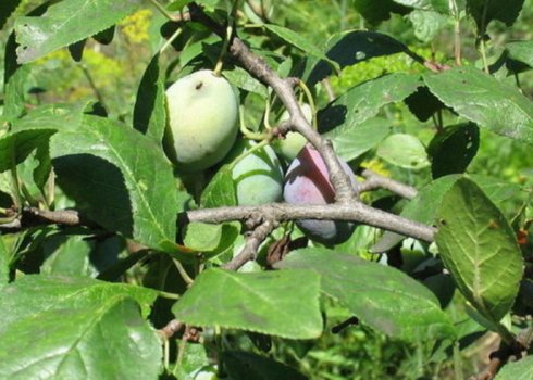 Головні правила вирощування сливи сорту Етюд