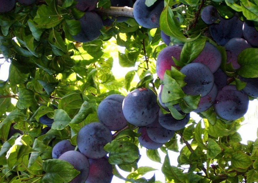 Зливу Анжелино Зливу Анжелино