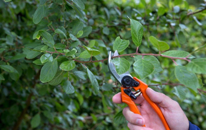 Обрізка сливи Обрізка сливи