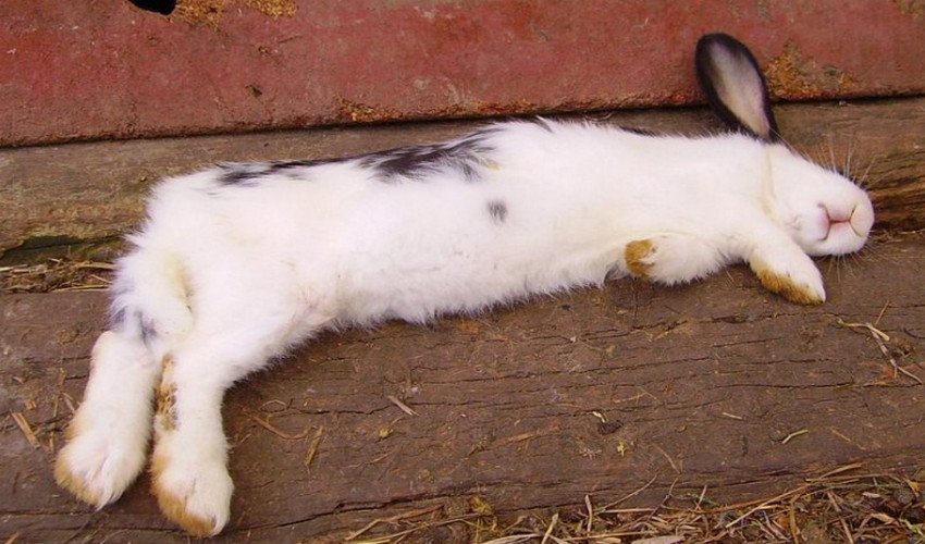 Почему дохнут кролики