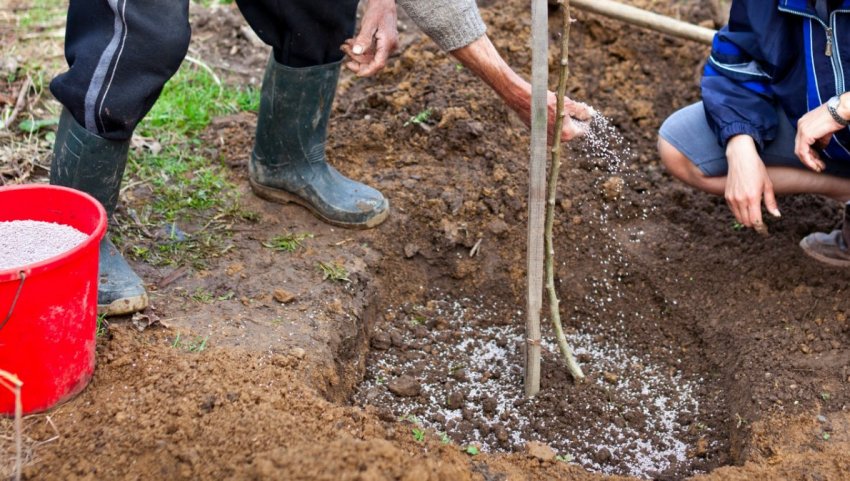 Підживлення сливи Підживлення сливи