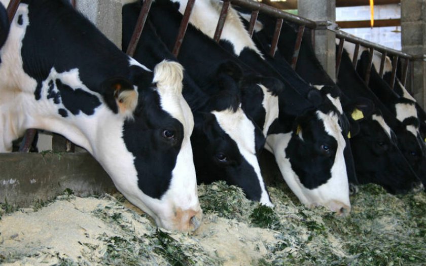 Сколько стоит 1 кг сена для коровы 2019 года