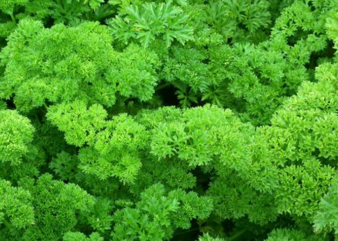 Особливості кучерявою петрушки: чому її забороняють вживати?