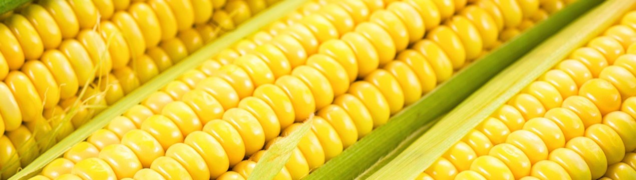 Скільки глютену міститься в кукурудзі