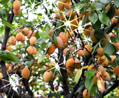 Особливості вирощування сорти сливи Золота крапля