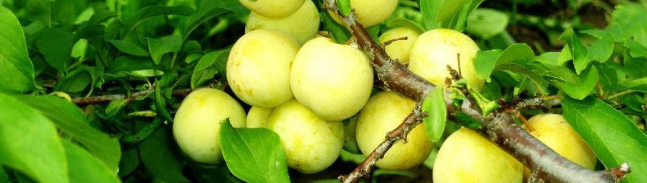Особливості уссурійській сливи