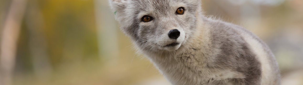 Виробництво хутра в Україні стане злочином