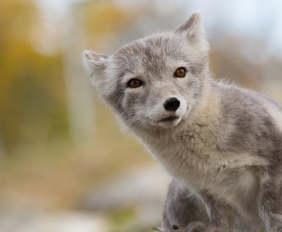 Виробництво хутра в Україні стане злочином
