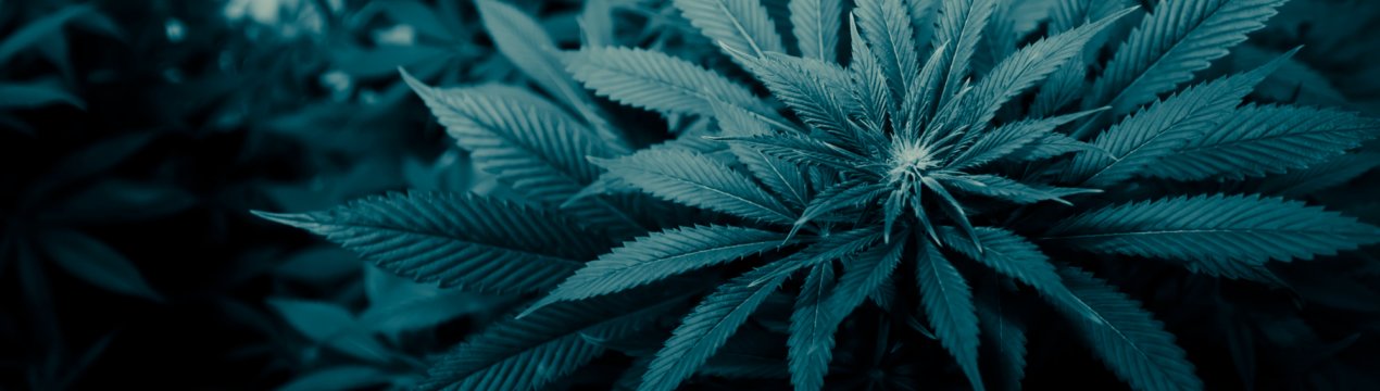 Канадські риби допомагають фермерам вирощувати медичну коноплі