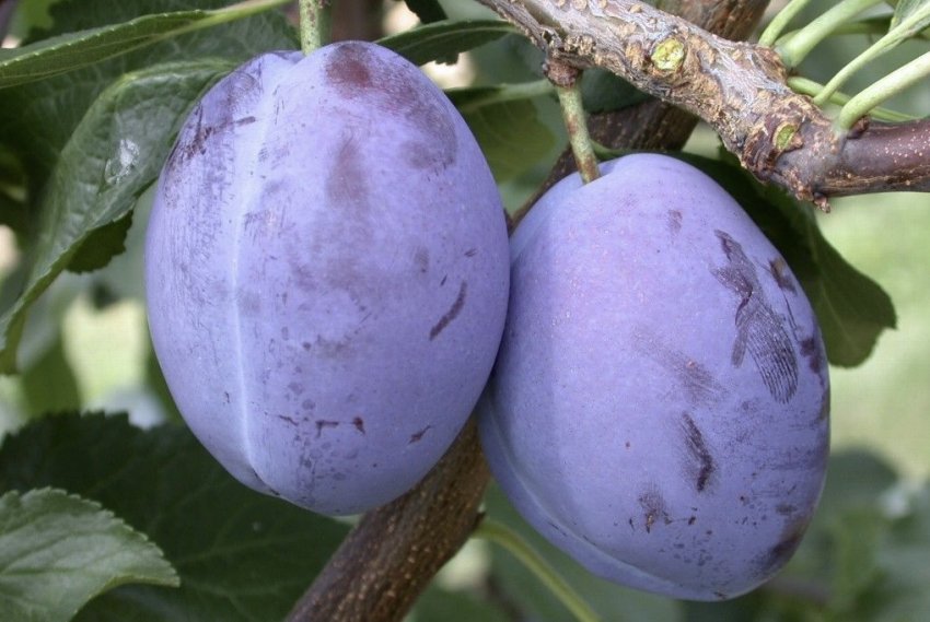 Плоди сливи Президент