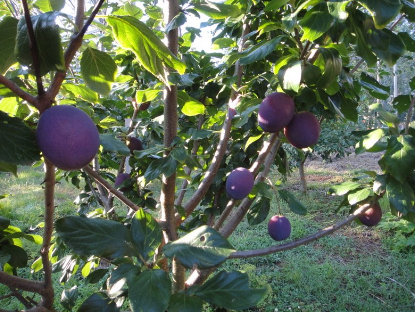 Сливове дерево сорту Президент