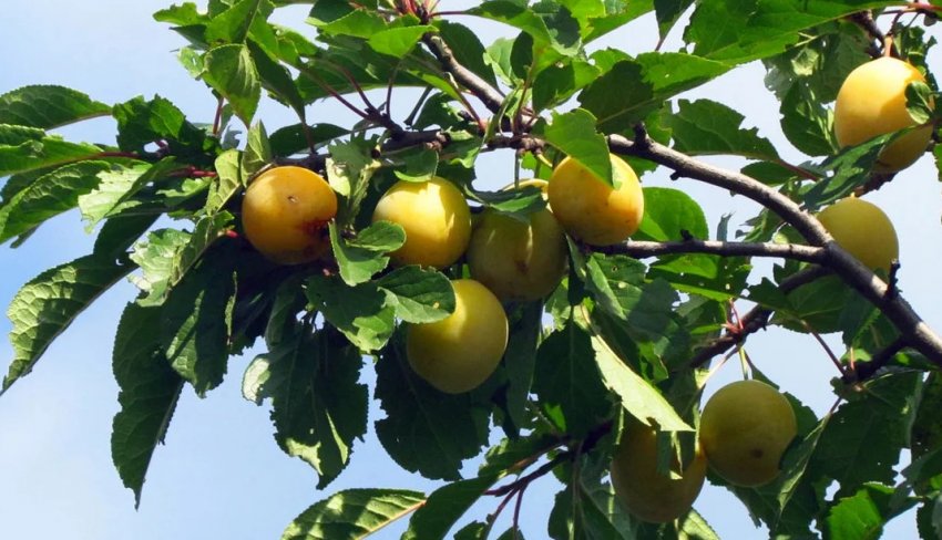 Золота зливу Золота зливу