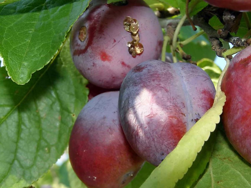 Камедетеча