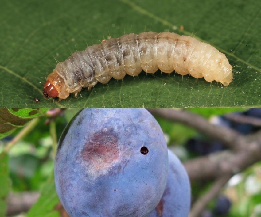 Сливова плодожерка