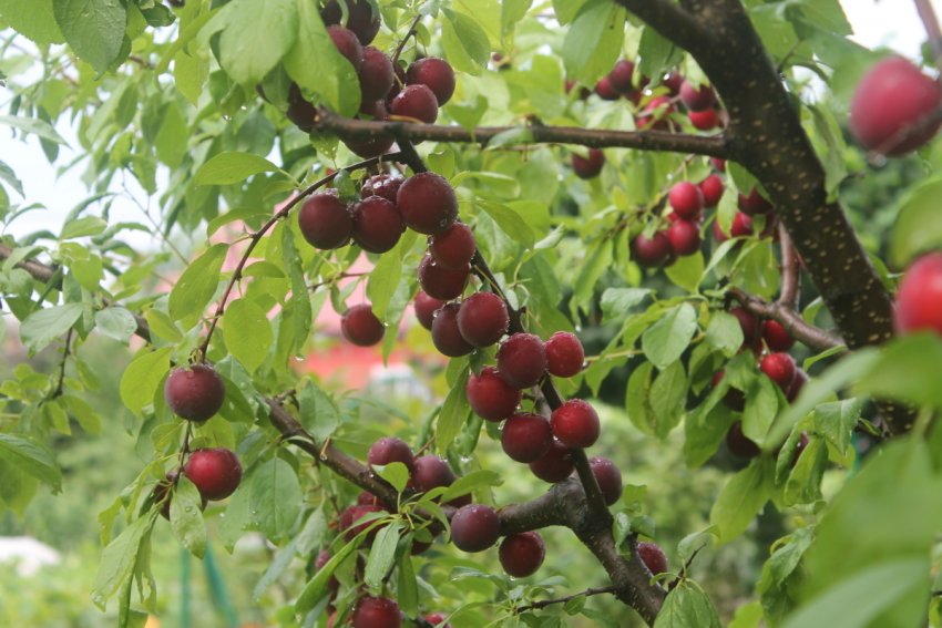 Зливу Скороспілка червона