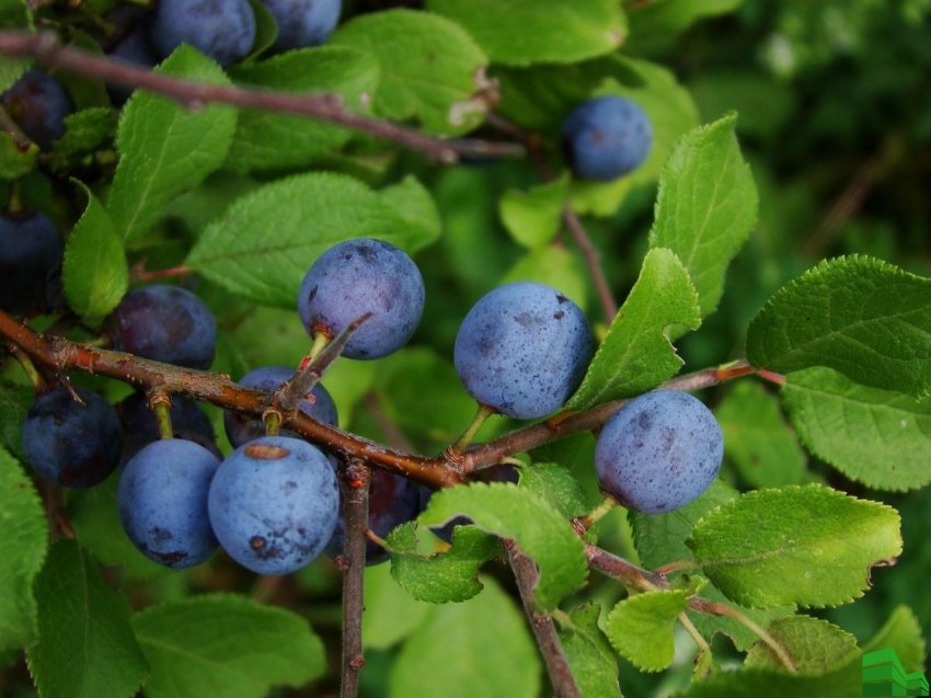 Зливу Тернослива куйбишевська