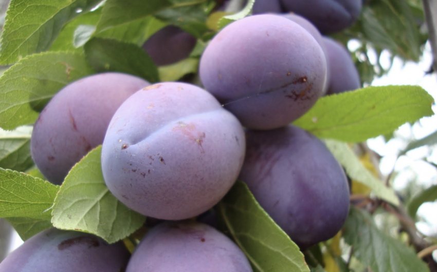 Зливу Мирна