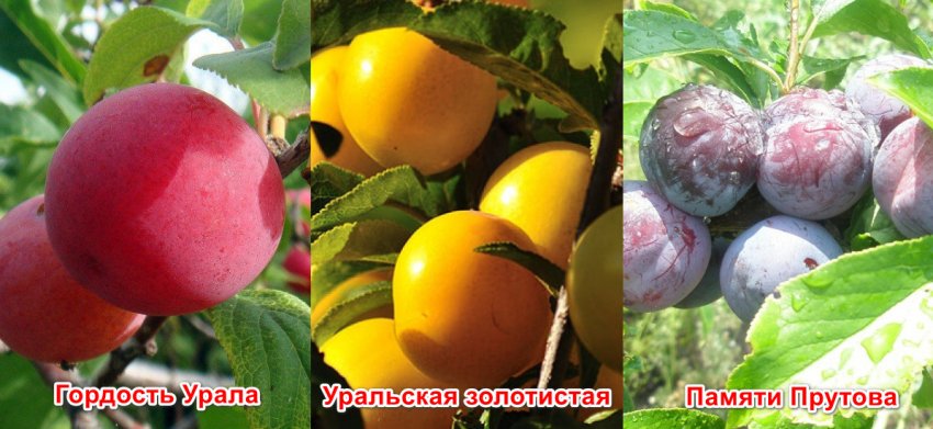 Усурійська зливу Усурійська зливу