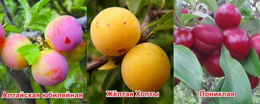 Слива Красавица Описание Сорта Фото Отзывы