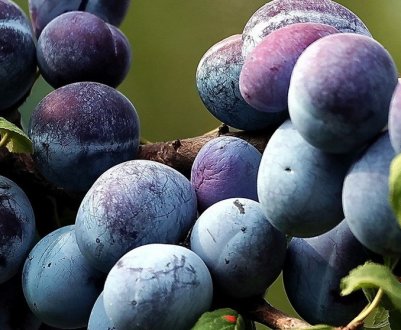 Особливості злив Угорка