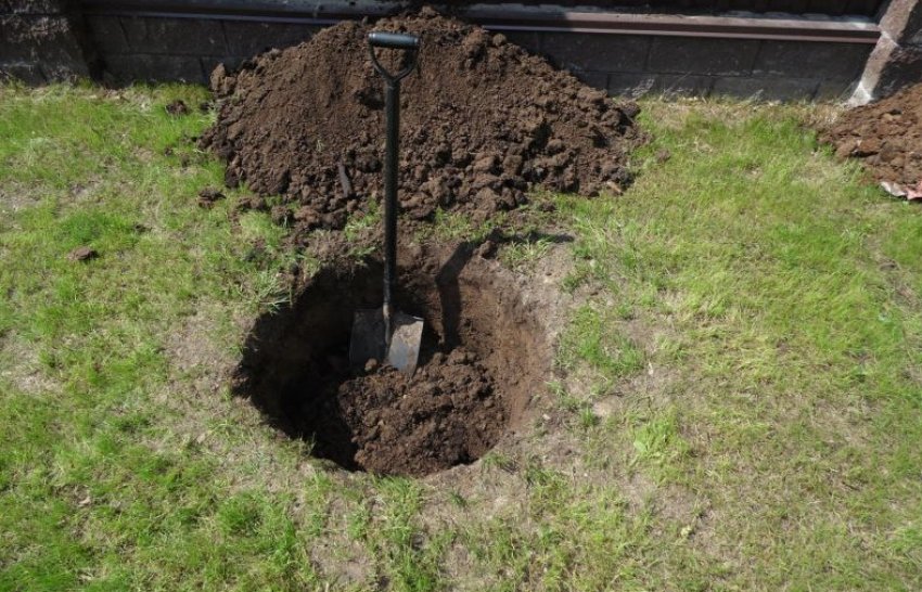 Ділянку для посадки сливи Ділянку для посадки сливи