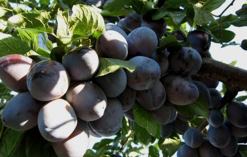 Зливу угорка Італійська