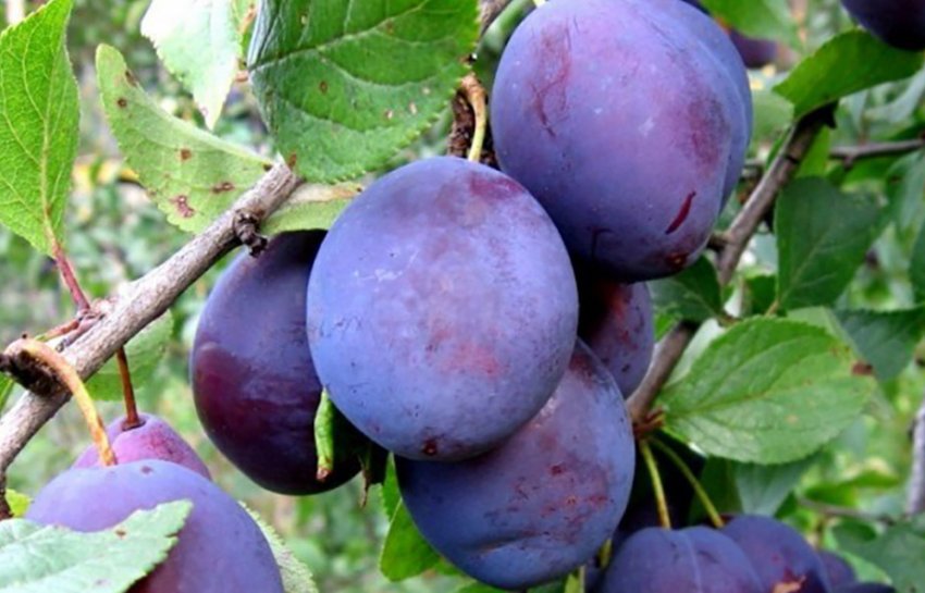 Зливу угорка Воронезької