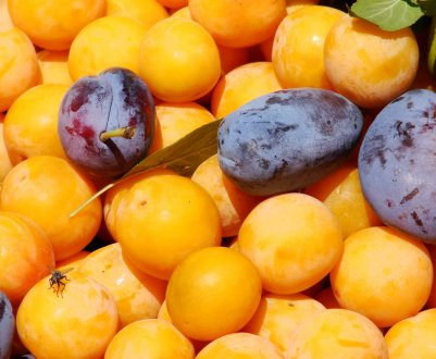 Чим алича відрізняється від сливи?