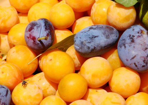 Чим алича відрізняється від сливи?