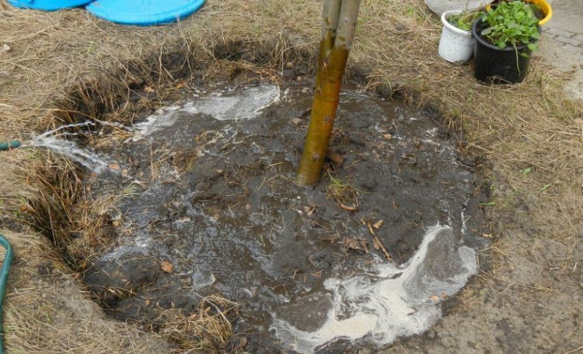 Полив сливи Полив сливи