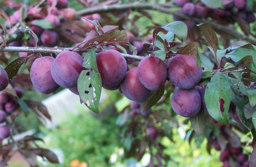 Зливу угорка Пулковська