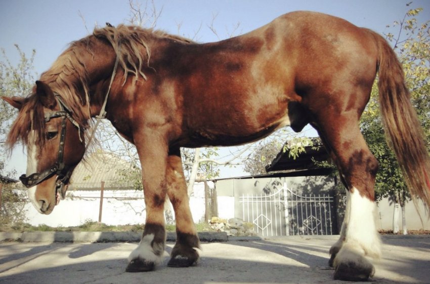 Російський ваговоз Російський ваговоз