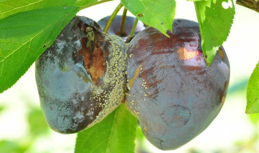 Плодова гниль сливи Плодова гниль сливи