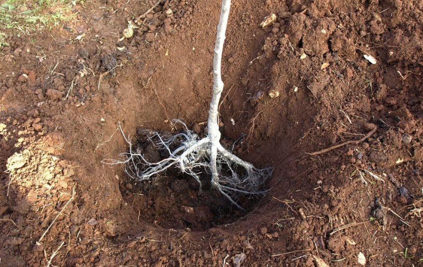 Посадка саджанця сливи