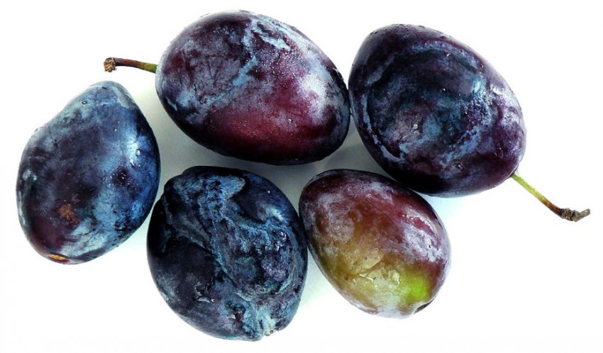 Шарка сливи Шарка сливи