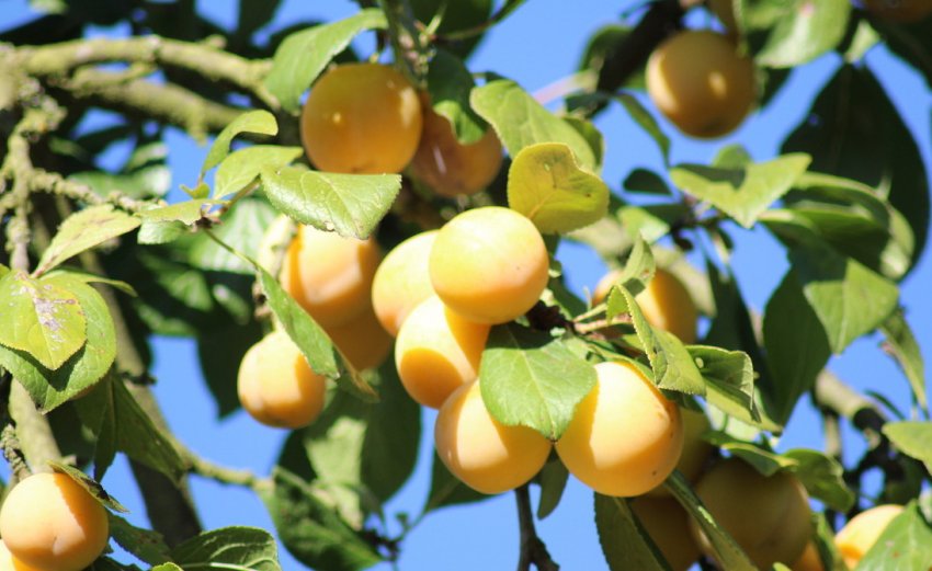 Золота зливу Золота зливу