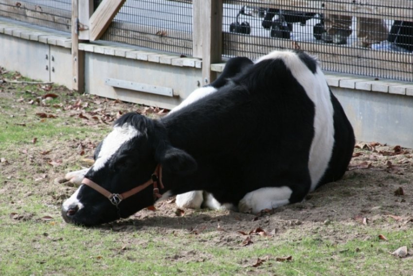 Болезнь у коров оспа как лечить thumbnail