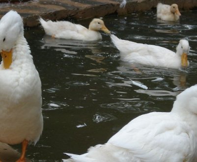 Утримання качок агідель