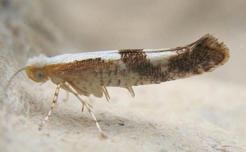 Побеговая моль