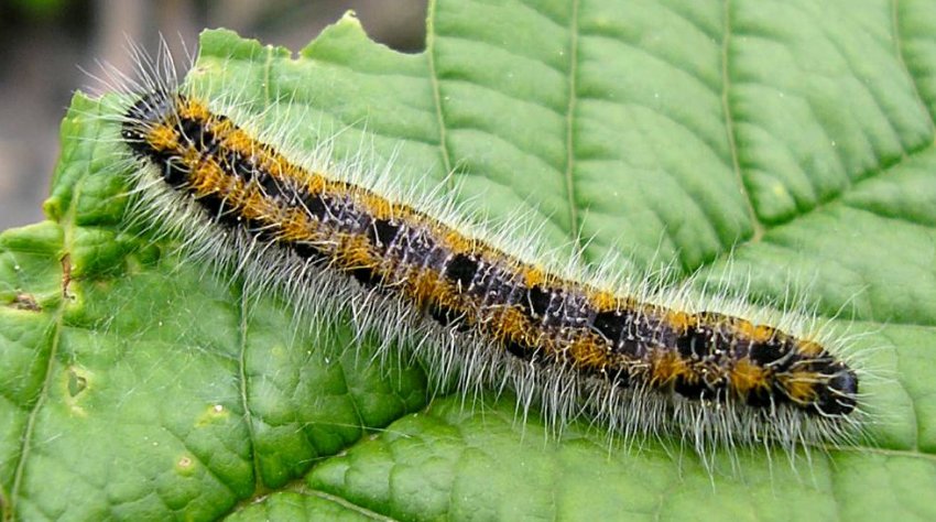 Боярышница