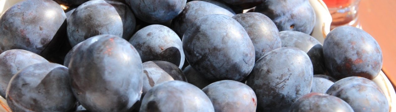 Опис і характеристика сорти сливи Тульська чорна