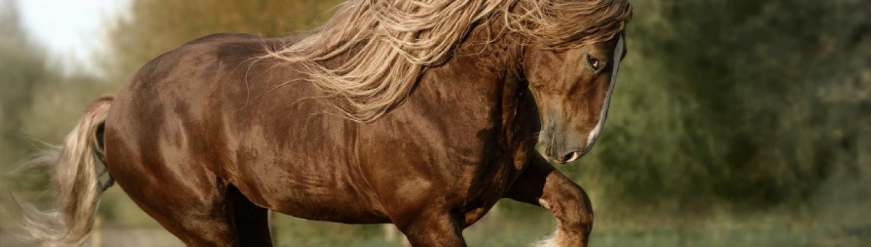 Кінь ваговоз російський: характеристика, особливості утримання в домашніх умовах